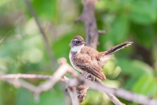 Vogel (malaiischer Rattenfänger) in freier Natur — Stockfoto