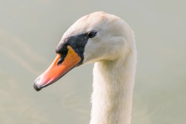 Vahşi doğada kuş (kuğu, kuğu) Yüzme