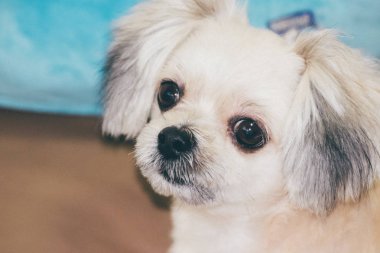 Köpek oturan ve bir şey de ne zaman seyahat etmek seyir