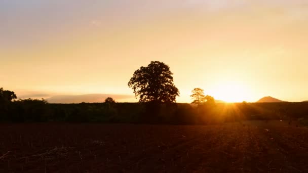 Puesta Del Sol Gran Árbol Plantación Mandioca Timelapse — Vídeos de Stock