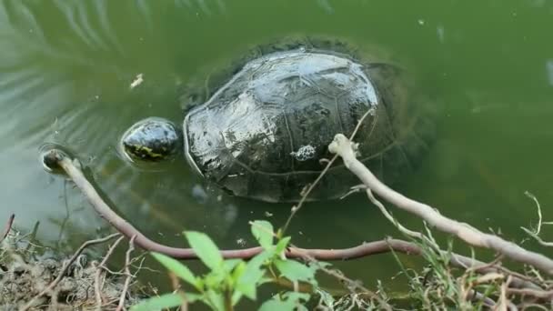 Tartarugas São Répteis Ordem Testudines Uma Lagoa Parque — Vídeo de Stock