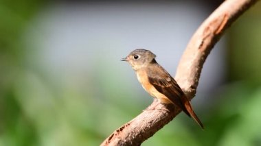 Kuş (Ferruginous sinekkapan, Muscicapa ferruginea) kahverengi şeker, turuncu ve kırmızı renk bir doğa vahşi, dağıtım nadir bir ağaç üzerinde tünemiş