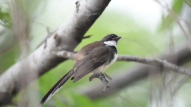Bir ağaç vahşi doğada kuş (Malezya tarihimin alaca, Rhipidura javanica) siyah ve beyaz renk tünemiş