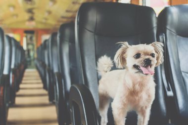 Köpek çok sevimli seyahat etmek için bir tren tren beklemek içinde
