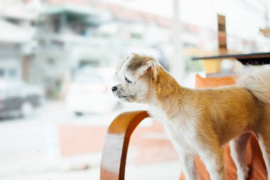 Kafede çok tatlı melez bir köpek.