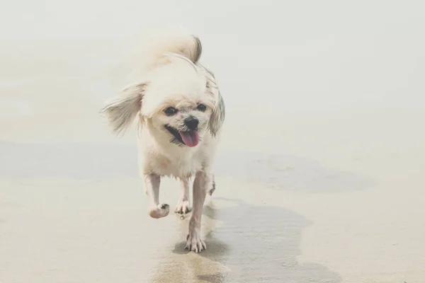 Cão correndo diversão feliz na praia quando viajar no mar — Fotografia de Stock