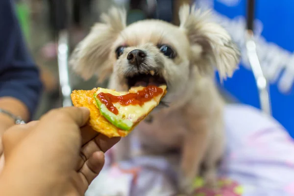 Chien si mignon manger une pizza fromage nourrir animalier propriétaire — Photo
