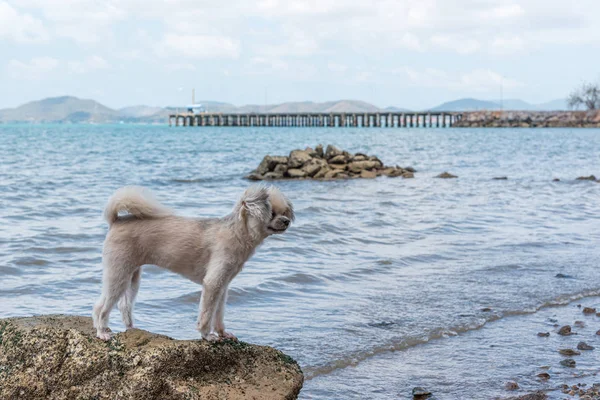 Perro feliz diversión en la playa rocosa cuando viaja en el mar — Foto de Stock