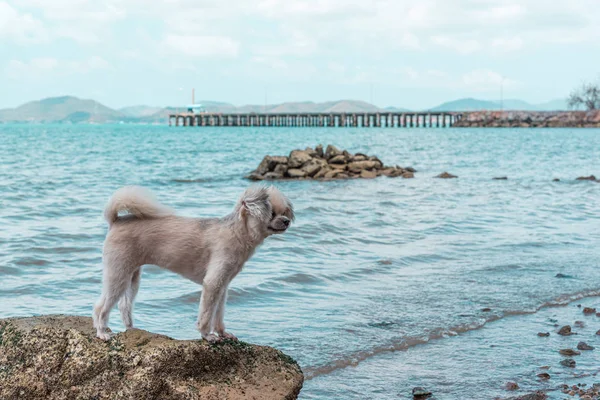 Perro feliz diversión en la playa rocosa cuando viaja en el mar —  Fotos de Stock
