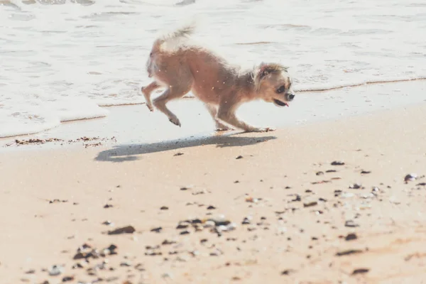 Dog running happy fun on beach when travel in sea — стоковое фото