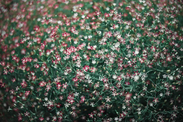 Virág (Gypso, Gypsophila) a kertben — Stock Fotó
