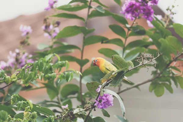 Ptak (Lovebird) na drzewie w naturze dziki — Zdjęcie stockowe