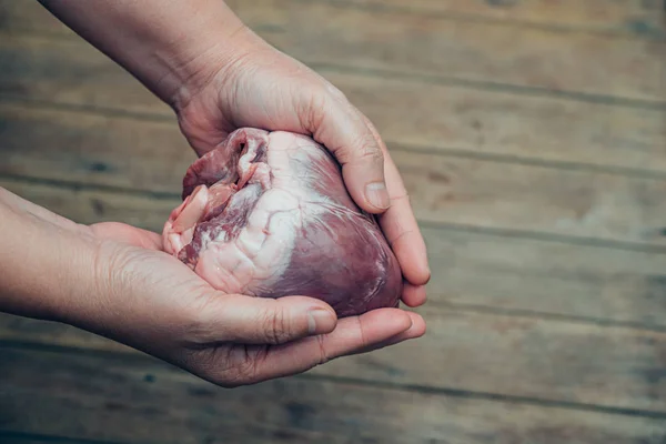 Srdce (prasečí srdce) v ruce pro koncept kardiologie — Stock fotografie