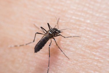 Kan emme makro sivrisinek (Aedes aegypti)