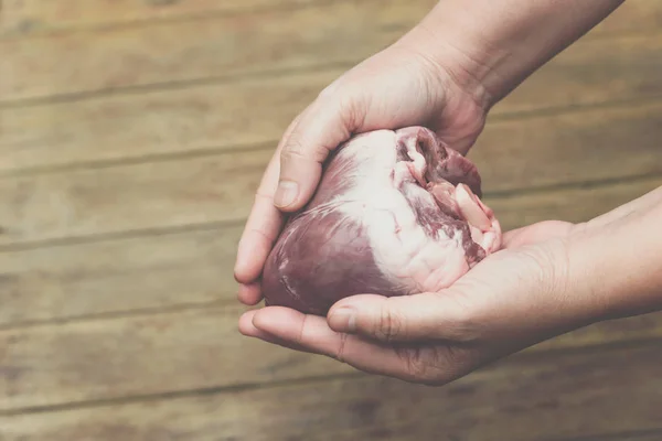 Srdce (prasečí srdce) v ruce pro koncept kardiologie — Stock fotografie