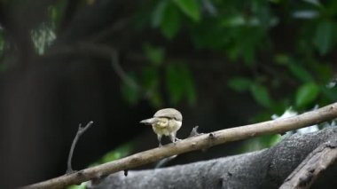 Bir ağaç vahşi doğada kuş (çizgi kulaklı Bülbül, Pycnonotus blanfordi) kahverengi renk tünemiş