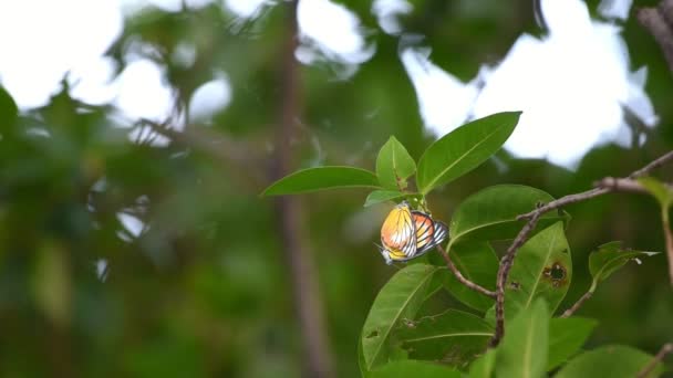 蝶の君主は 自然の野生の木の上で繁殖期の昆虫の繁殖です — ストック動画