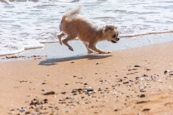 Kolejny szczęśliwy zabawa na plaży psa kiedy podróży na morzu — Zdjęcie stockowe