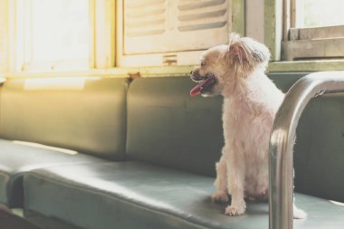 Köpek çok sevimli seyahat etmek için bir tren tren beklemek içinde
