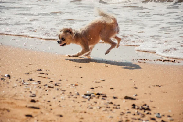 Dog running happy fun on beach when travel in sea — стоковое фото