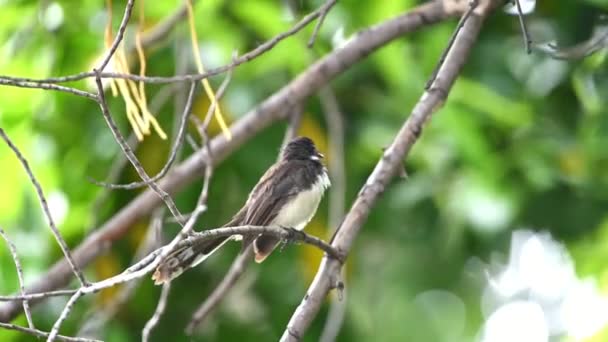 野生の自然の木に腰掛け鳥 マレーシア ファンテイル Rhipidura 黒と白の色 — ストック動画