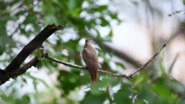 Kuş (ağlamaklı guguk kuşu, Chrysococcyx merulinus) siyah, sarı, kahverengi ve turuncu renk vahşi doğada bir ağaç üzerinde tünemiş