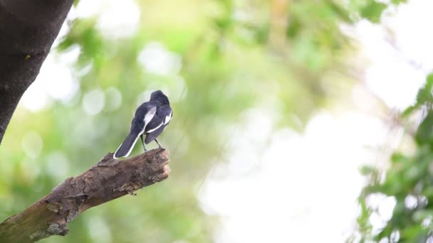 野生の自然の木に腰掛け鳥 東洋カササギ ロビンについては Saularis 男性の黒と白の色 — ストック動画