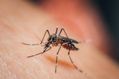 Kan emme makro sivrisinek (Aedes aegypti)