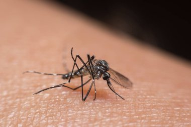 Kan emme makro sivrisinek (Aedes aegypti)