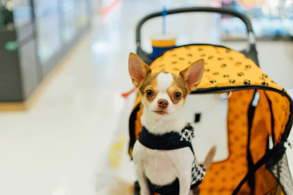 Asiático cão proprietário e o cão em animais de estimação expo — Fotografia de Stock