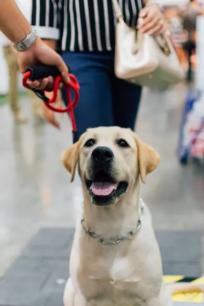 Asiático perro propietario y el perro en mascotas expo — Foto de Stock