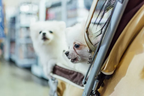 Владелец азиатской собаки и собака на выставке домашних животных — стоковое фото