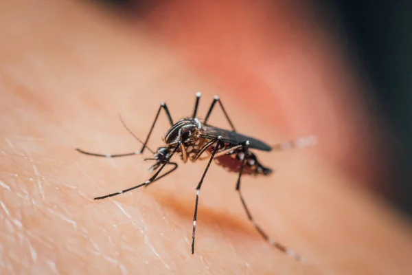 Makró-szúnyog (Aedes aegypti) vért szívó — Stock Fotó