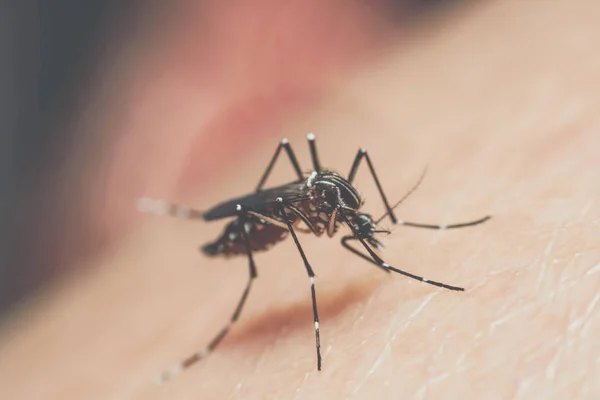 Macro de mosquito (Aedes aegypti) chupando sangre — Foto de Stock