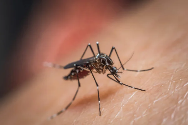 Macro do mosquito (Aedes aegypti) sugando sangue — Fotografia de Stock