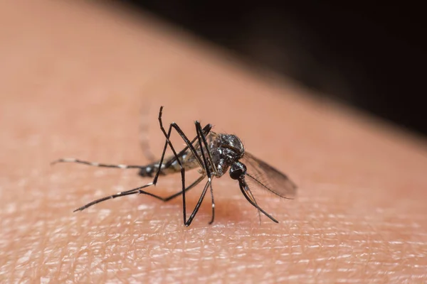 Макро комаров (Aedes aegypti), сосущих кровь — стоковое фото
