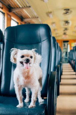Köpek çok sevimli seyahat etmek için bir tren tren beklemek içinde
