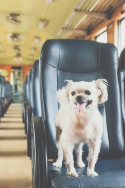 Köpek çok sevimli seyahat etmek için bir tren tren beklemek içinde