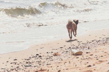 Kumsalda mutlu eğlenceli çalışan köpek denizde yolculuk ettiğinizde