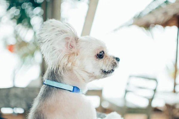 Hund koppla av på stranden stol när du reser till sjöss — Stockfoto