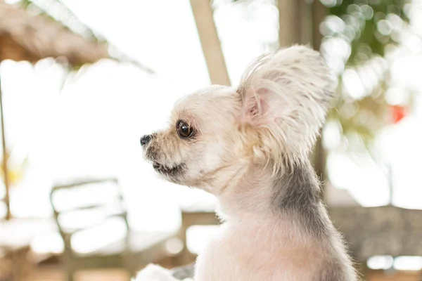 Perro relajarse en la silla de playa cuando viaje en el mar — Foto de Stock