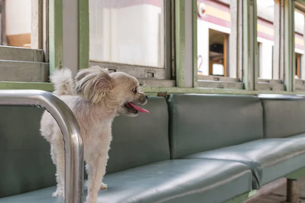 Собака, такая милая внутри поезда, ждет поездки. — стоковое фото