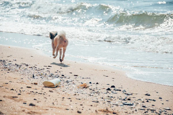 Perro corriendo diversión feliz en la playa cuando viaja en el mar — Foto de Stock