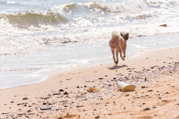 Perro corriendo diversión feliz en la playa cuando viaja en el mar — Foto de Stock