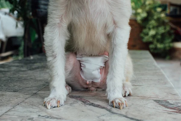 Dog abdomen surgery bandage in veterinary clinic — Stock Photo, Image