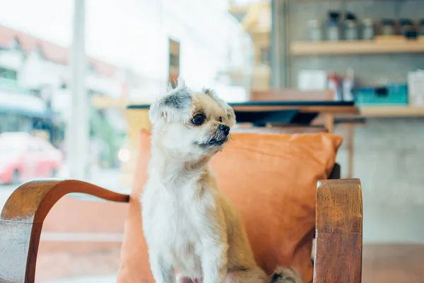 Hund så söt blandras i café ser något — Stockfoto