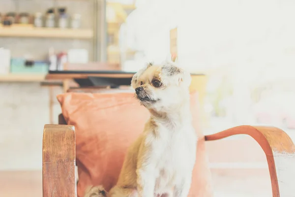 Pies tak słodkie mieszane rasy w kawiarni patrząc coś — Zdjęcie stockowe