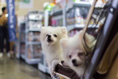 Asyalı köpek sahibi ve evcil hayvan fuarındaki köpek.