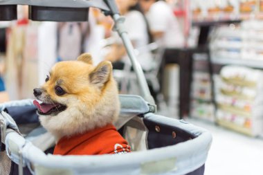 Asyalı köpek sahibi ve evcil hayvan fuarındaki köpek.