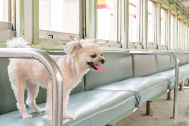 Köpek çok sevimli seyahat etmek için bir tren tren beklemek içinde